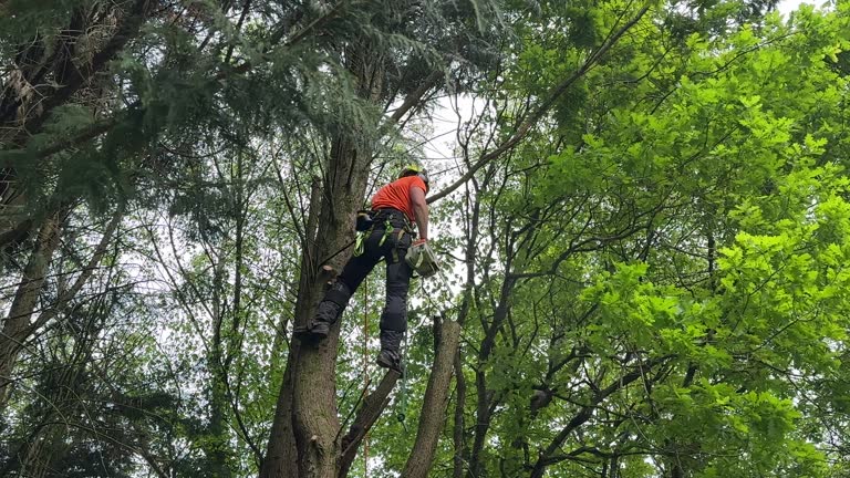 How Our Tree Care Process Works  in  West Samoset, FL