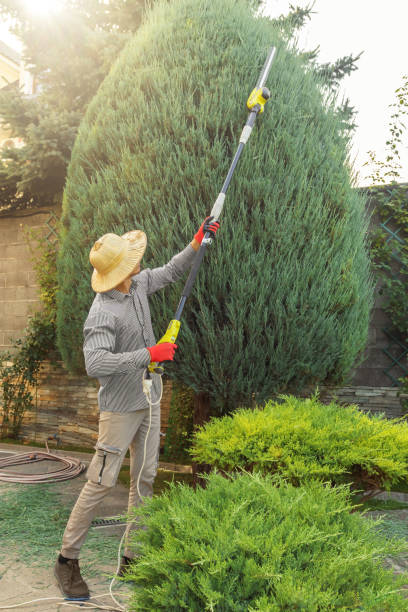 Professional  Tree Services in West Samoset, FL